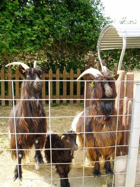 Comparution imm�diate