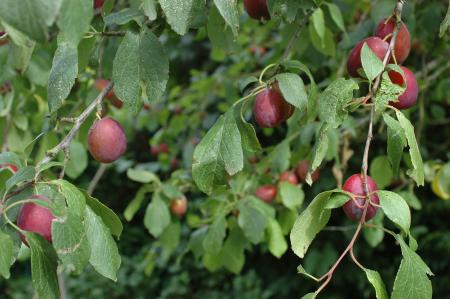 Les brunes comptent pas pour des prunes !